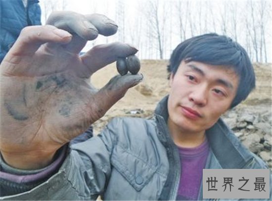 古莲子培育后发芽开花,埋在地下已有千年历史