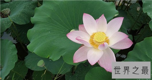 中国十大名花排名,梅花被称为花中之魁