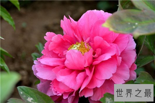 中国十大名花排名,梅花被称为花中之魁