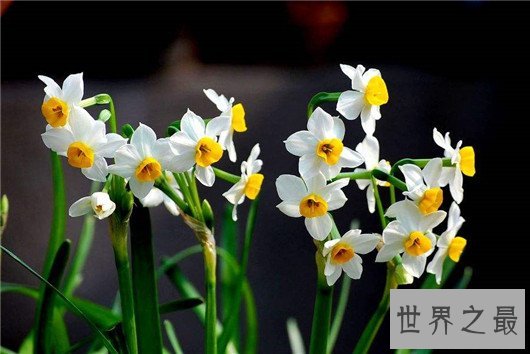 中国十大名花排名,梅花被称为花中之魁