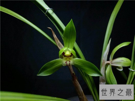 中国十大名花排名,梅花被称为花中之魁