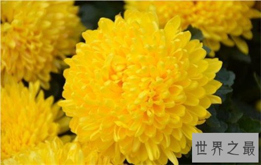 中国十大名花排名,梅花被称为花中之魁