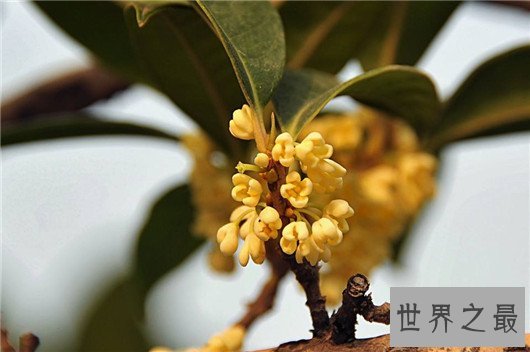 中国十大名花排名,梅花被称为花中之魁