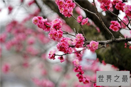中国十大名花排名,梅花被称为花中之魁