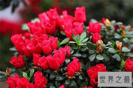 中国十大名花排名,梅花被称为花中之魁