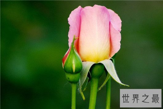 中国十大名花排名,梅花被称为花中之魁