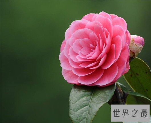 中国十大名花排名,梅花被称为花中之魁