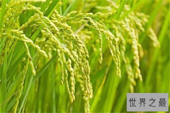 世界水稻产量排名,中国水稻产量位居世界第一!