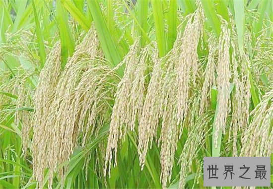 世界水稻产量排名,中国水稻产量位居世界第一!