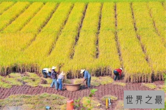 世界水稻产量排名,中国水稻产量位居世界第一!