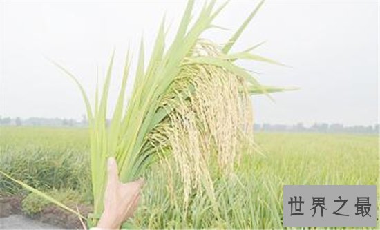 世界水稻产量排名,中国水稻产量位居世界第一!