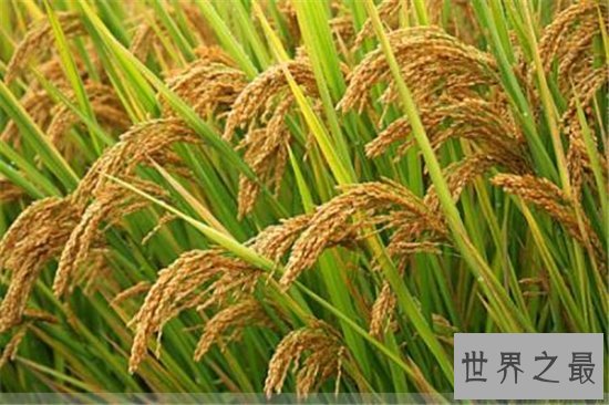 世界水稻产量排名,中国水稻产量位居世界第一!