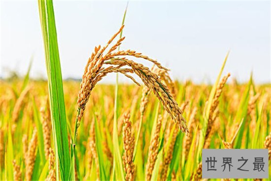 世界水稻产量排名,中国水稻产量位居世界第一!