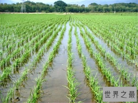 世界水稻产量排名,中国水稻产量位居世界第一!