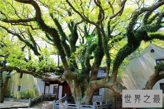 普陀鹅耳枥非常珍稀,山林开垦导致它接近灭绝