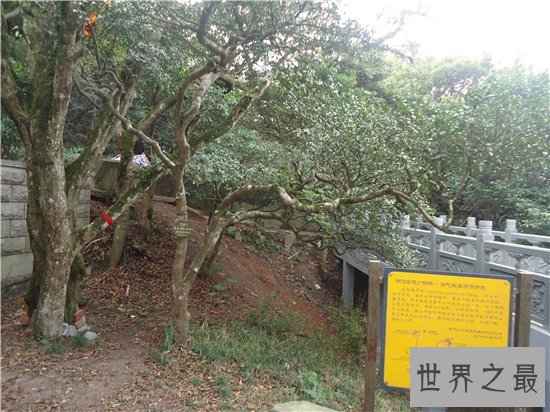 普陀鹅耳枥非常珍稀,山林开垦导致它接近灭绝