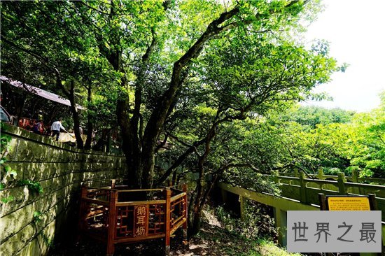 普陀鹅耳枥非常珍稀,山林开垦导致它接近灭绝