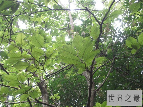 普陀鹅耳枥非常珍稀,山林开垦导致它接近灭绝