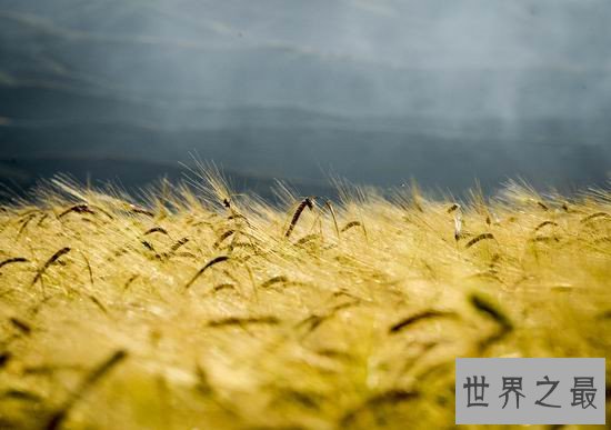世界小麦产量排名,中国的强大是世界有目共睹的!