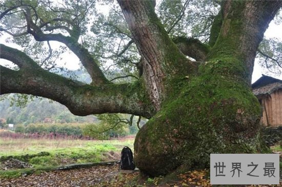 世界上最长寿的树排名,第一名现在已经四千多岁!