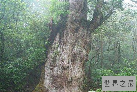 世界上最长寿的树排名,第一名现在已经四千多岁!