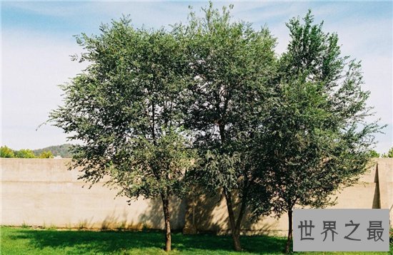世界上最长寿的树排名,第一名现在已经四千多岁!
