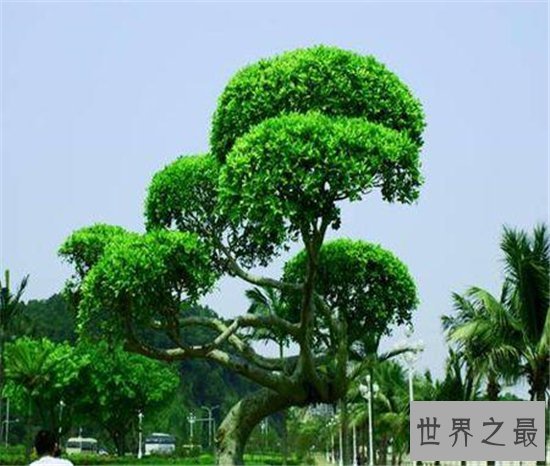 世界上最长寿的树排名,第一名现在已经四千多岁!