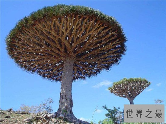 世界上最长寿的树排名,第一名现在已经四千多岁!