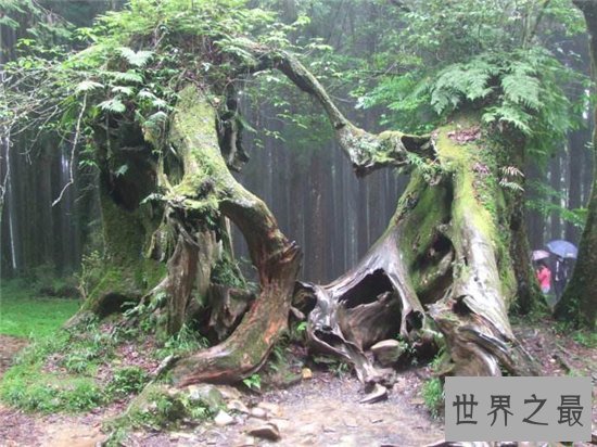 世界上最长寿的树排名,第一名现在已经四千多岁!