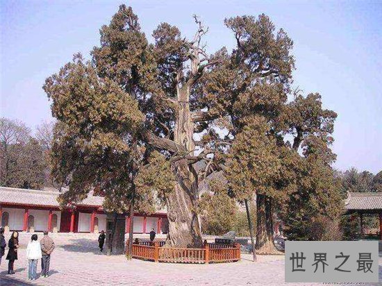 世界上最长寿的树排名,第一名现在已经四千多岁!