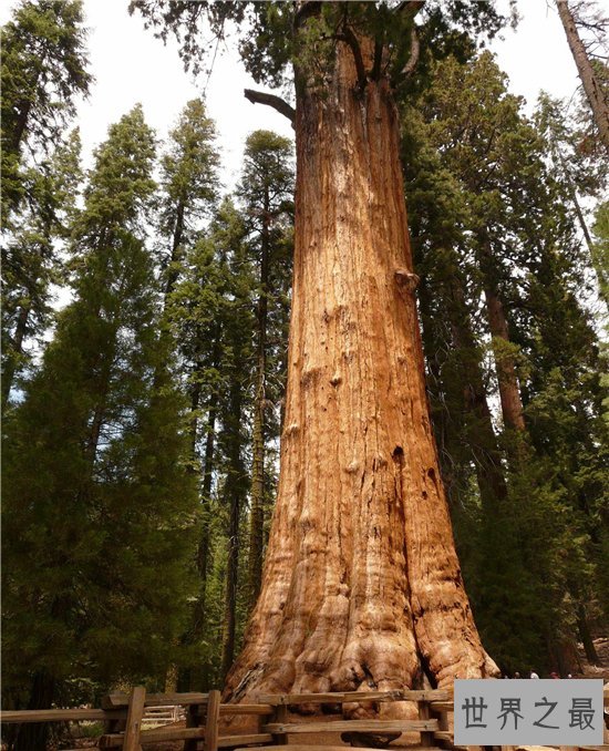 世界上最长寿的树排名,第一名现在已经四千多岁!