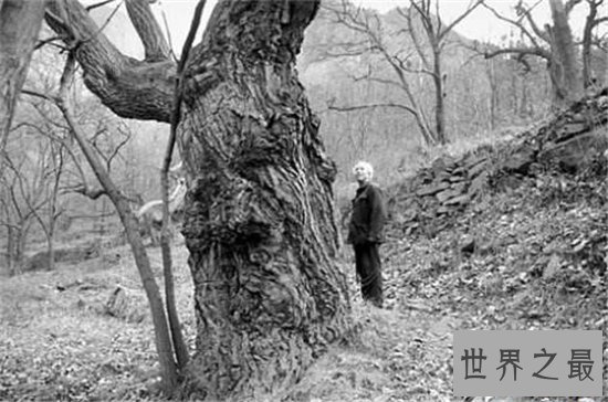 世界上最长寿的树排名,第一名现在已经四千多岁!