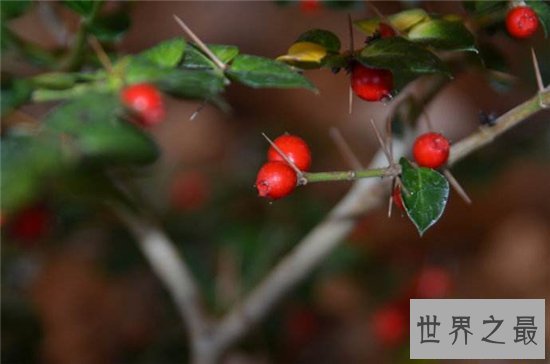 花期最长的花十大推荐,养在阳台可以看一年!