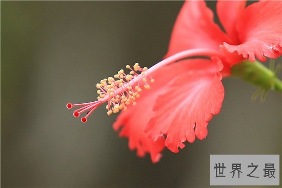 花期最长的花十大推荐,养在阳台可以看一年!