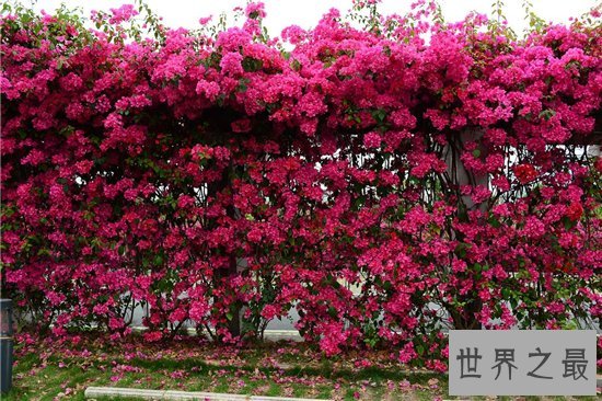 花期最长的花十大推荐,养在阳台可以看一年!