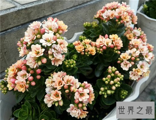 花期最长的花十大推荐,养在阳台可以看一年!