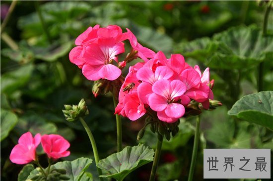 花期最长的花十大推荐,养在阳台可以看一年!