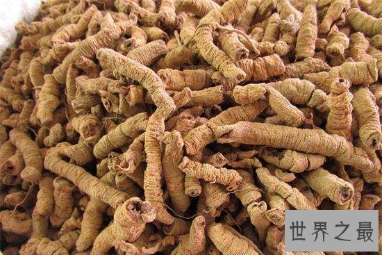 巴戟天的功效与作用及食用方法,近年来价格上涨不少