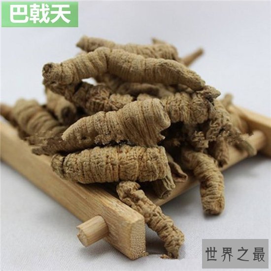 巴戟天的功效与作用及食用方法,近年来价格上涨不少