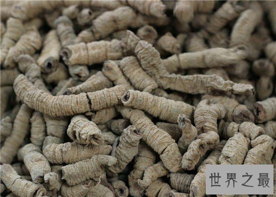 巴戟天的功效与作用及食用方法,近年来价格上涨不少