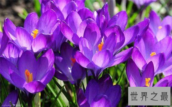 10种最受欢迎的草药,鹿茸除了壮阳竟然还有其他隐藏效果!