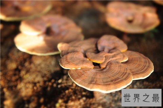 10种最受欢迎的草药,鹿茸除了壮阳竟然还有其他隐藏效果!