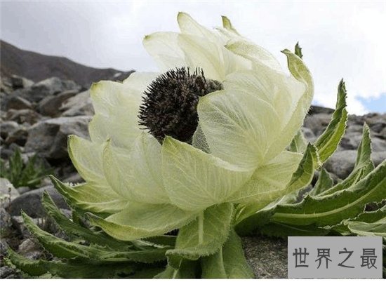 10种最受欢迎的草药,鹿茸除了壮阳竟然还有其他隐藏效果!