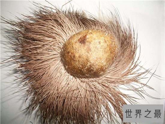 10种最受欢迎的草药,鹿茸除了壮阳竟然还有其他隐藏效果!