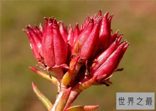 10种最受欢迎的草药,鹿茸除了壮阳竟然还有其他隐藏效果!