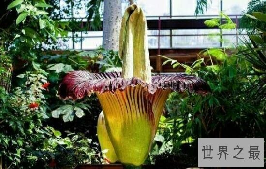 世界最臭的花排名，每一种花的气味都让你无法忍受。