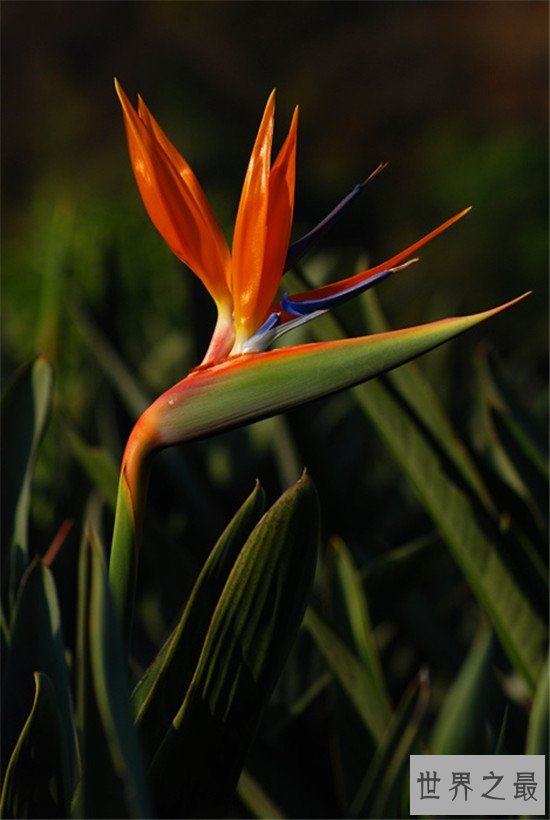 世界上十大名字最优雅的植物,如少女般的樱花优雅如斯