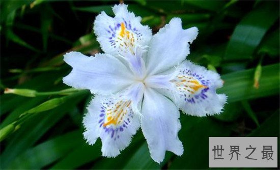 世界上十大名字最优雅的植物,如少女般的樱花优雅如斯