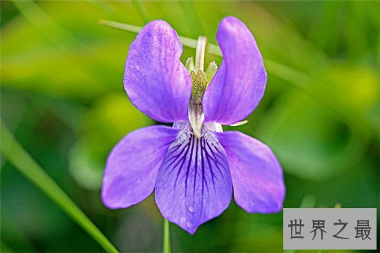 世界上十大名字最优雅的植物,如少女般的樱花优雅如斯