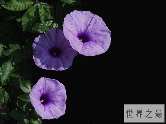 世界上十大名字最优雅的植物,如少女般的樱花优雅如斯